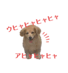チワックスの花ちゃんver.2（個別スタンプ：9）
