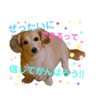 チワックスの花ちゃんver.2（個別スタンプ：11）