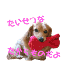 チワックスの花ちゃんver.2（個別スタンプ：13）