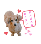 チワックスの花ちゃんver.2（個別スタンプ：17）
