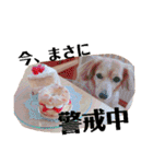 チワックスの花ちゃんver.2（個別スタンプ：18）
