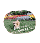 チワックスの花ちゃんver.2（個別スタンプ：23）