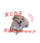 チワックスの花ちゃんver.2（個別スタンプ：25）