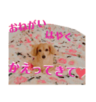チワックスの花ちゃんver.2（個別スタンプ：28）