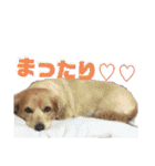 チワックスの花ちゃんver.2（個別スタンプ：30）