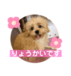 くるちゃんすたんぷ。（個別スタンプ：6）