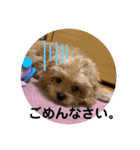 くるちゃんすたんぷ。（個別スタンプ：7）