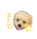 くるちゃんすたんぷ。（個別スタンプ：8）