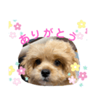 くるちゃんすたんぷ。（個別スタンプ：9）