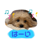 くるちゃんすたんぷ。（個別スタンプ：11）