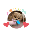 くるちゃんすたんぷ。（個別スタンプ：16）