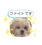くるちゃんすたんぷ。（個別スタンプ：20）