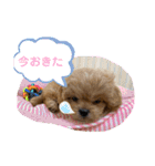 くるちゃんすたんぷ。（個別スタンプ：26）