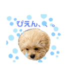 くるちゃんすたんぷ。（個別スタンプ：31）