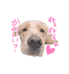 阿南さん家のお犬さん（個別スタンプ：1）