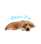 阿南さん家のお犬さん（個別スタンプ：2）