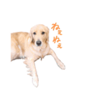 阿南さん家のお犬さん（個別スタンプ：3）
