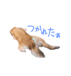 阿南さん家のお犬さん（個別スタンプ：4）
