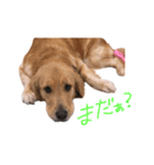 阿南さん家のお犬さん（個別スタンプ：5）
