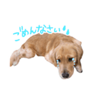 阿南さん家のお犬さん（個別スタンプ：6）