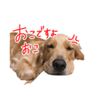 阿南さん家のお犬さん（個別スタンプ：7）
