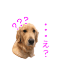 阿南さん家のお犬さん（個別スタンプ：8）