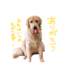 阿南さん家のお犬さん（個別スタンプ：9）
