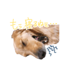 阿南さん家のお犬さん（個別スタンプ：10）