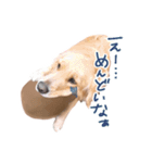 阿南さん家のお犬さん（個別スタンプ：11）