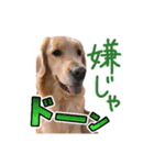 阿南さん家のお犬さん（個別スタンプ：12）