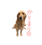 阿南さん家のお犬さん（個別スタンプ：13）