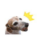 阿南さん家のお犬さん（個別スタンプ：14）