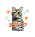ハロ猫＋もんにゃん（個別スタンプ：2）
