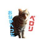 ハロ猫＋もんにゃん（個別スタンプ：4）