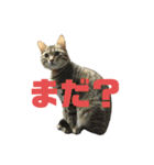 ハロ猫＋もんにゃん（個別スタンプ：7）