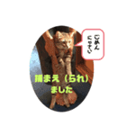 ハロ猫＋もんにゃん（個別スタンプ：8）