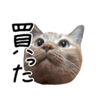 ちゃいろいねこのめいちゃん（個別スタンプ：1）