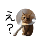 ちゃいろいねこのめいちゃん（個別スタンプ：2）