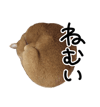 ちゃいろいねこのめいちゃん（個別スタンプ：3）