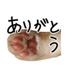 ちゃいろいねこのめいちゃん（個別スタンプ：4）