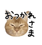 ちゃいろいねこのめいちゃん（個別スタンプ：5）