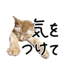 ちゃいろいねこのめいちゃん（個別スタンプ：8）