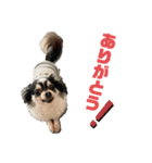 BlackチワワPartⅡ（個別スタンプ：4）