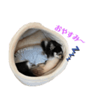 BlackチワワPartⅡ（個別スタンプ：8）