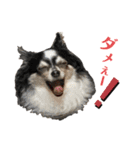 BlackチワワPartⅡ（個別スタンプ：11）