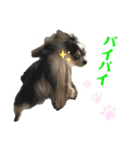 BlackチワワPartⅡ（個別スタンプ：12）