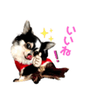 BlackチワワPartⅡ（個別スタンプ：16）