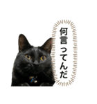 青＆紺④（個別スタンプ：1）