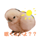 ニートのぴよたん（個別スタンプ：4）