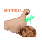 ニートのぴよたん（個別スタンプ：6）